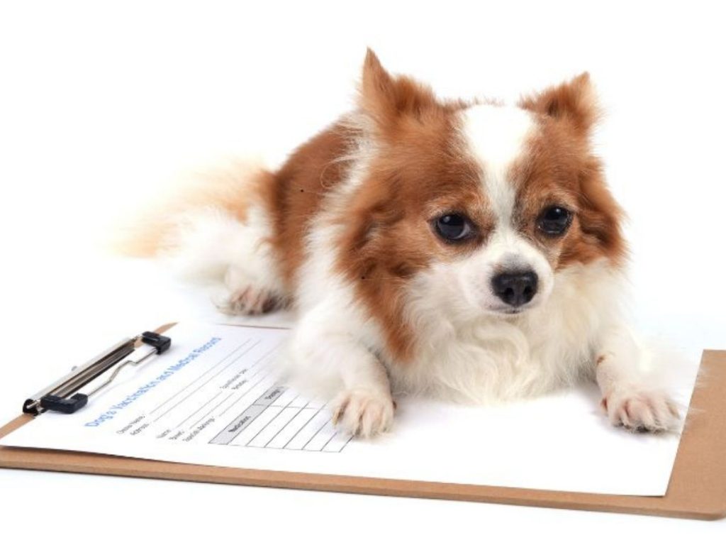 pet documents  you need for renting a house in uk